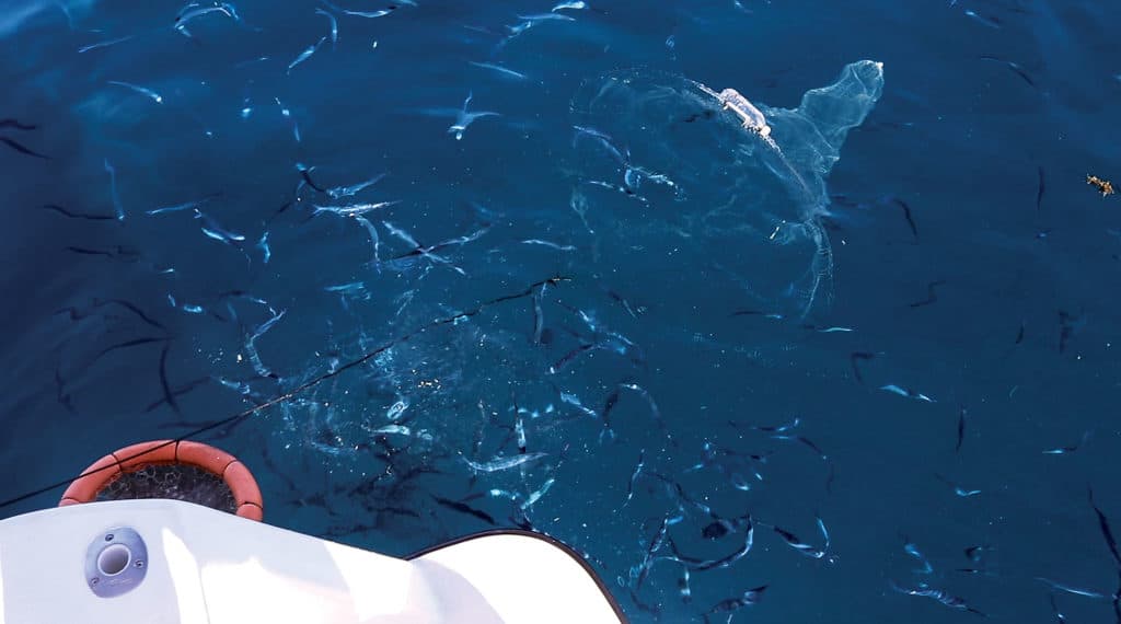 The BallyHoop  Catching pilchards/greenbacks on pier in floridas