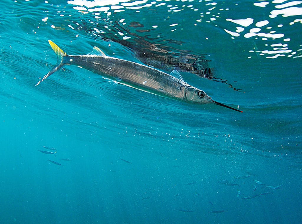 Pros Tips on Using Hoop Nets to Capture Ballyhoo, Live Bait