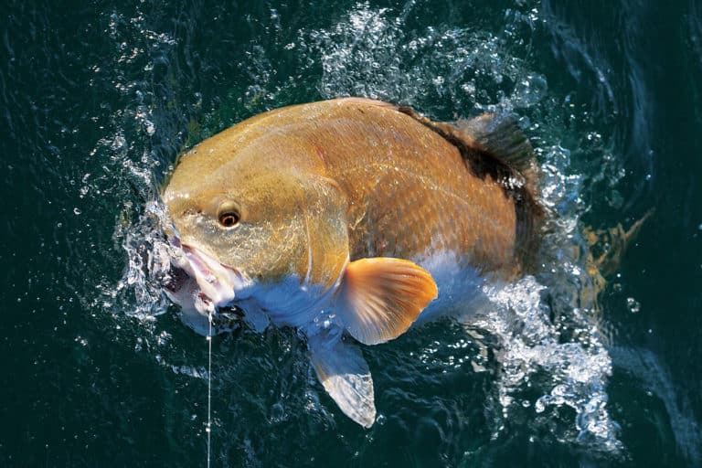 bull redfish catch