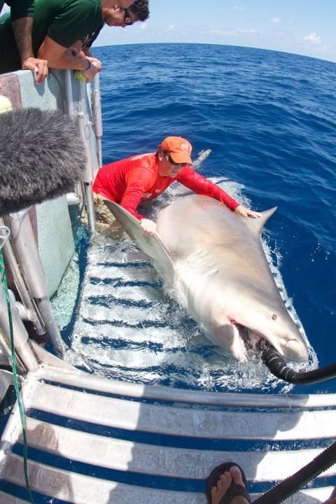 Massive bull shark