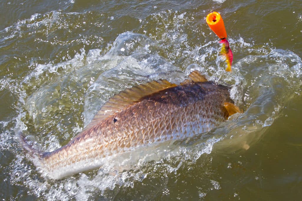 popping cork live target shrimp redfish