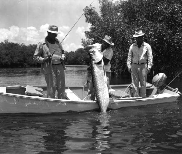 Vintage Florida fishing photo anglers boating large tarpon in Shark River