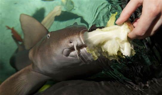 Florence the nurse shark