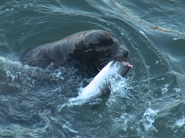 sea lions