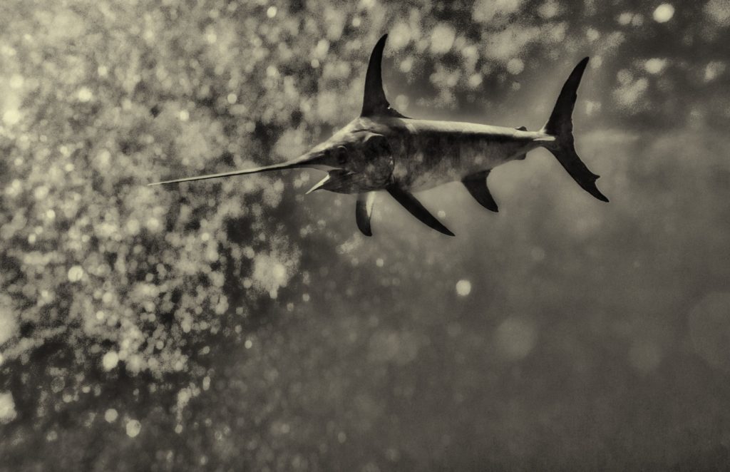 Angry broadbill swordfish presents a danger to photographer