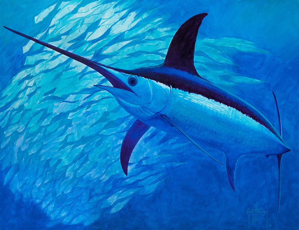 Guy Harvey painting calamari dreaming