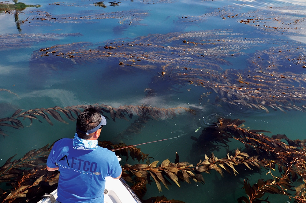 Fisherman casting along saltwater ocean kelp forest