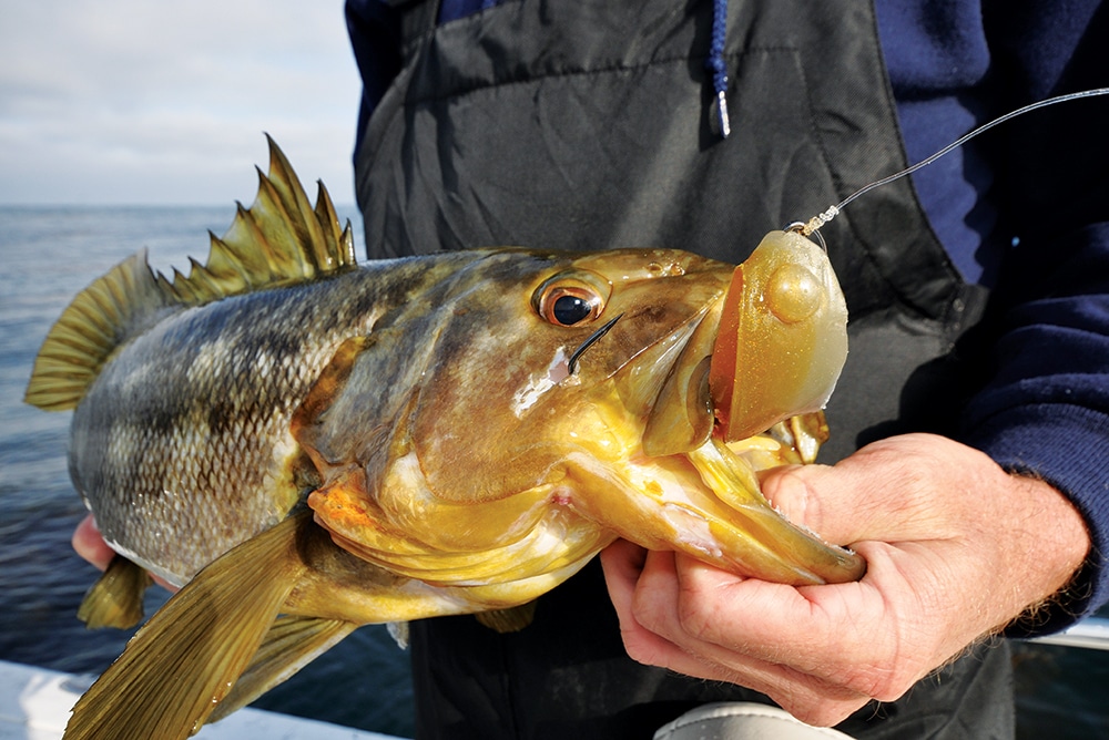 Calico bass fish caught fishing swimbait lure