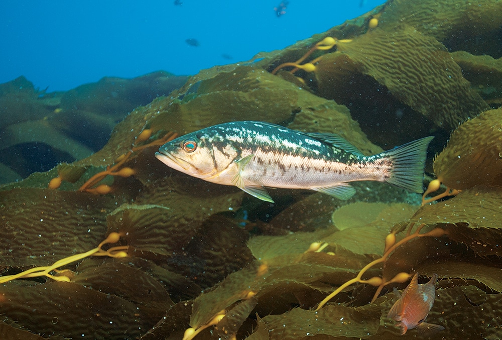 Kelp bass fish swimming underwater