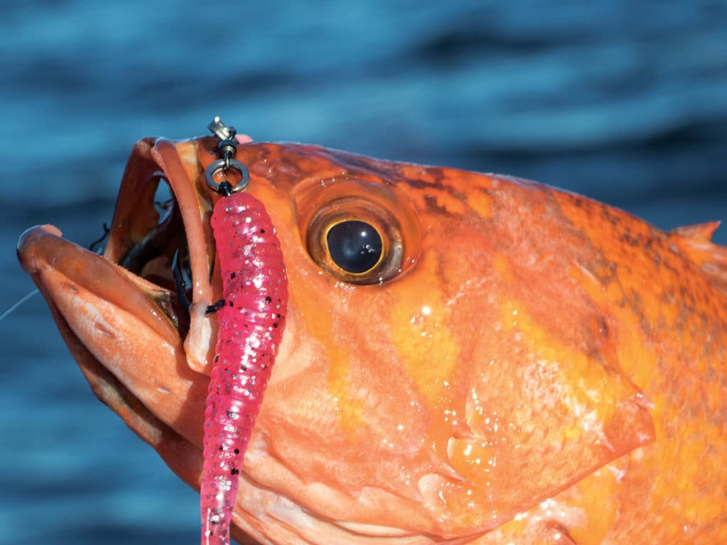 canary rockfish