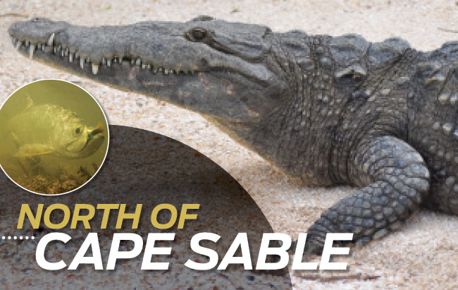 cape sable gator