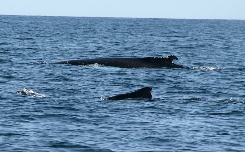 cape cod bluefin_15.jpg