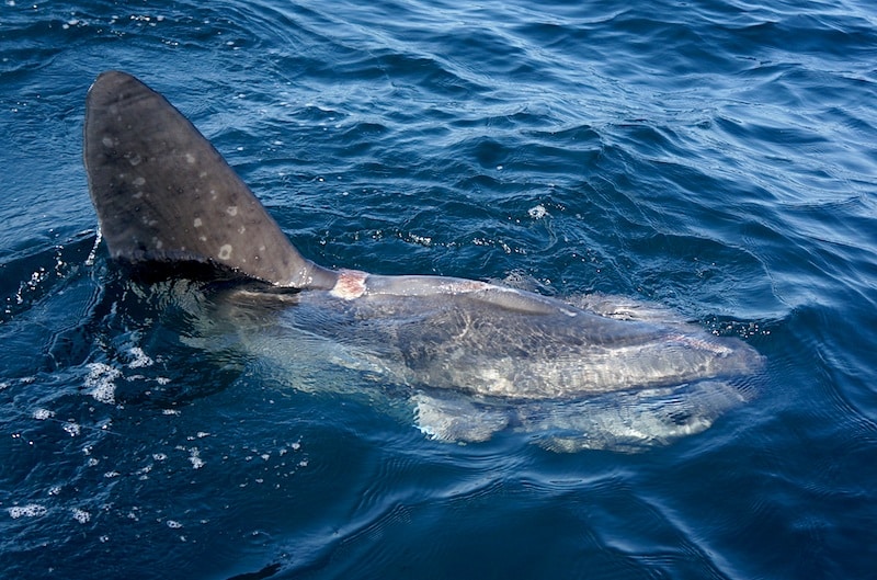 cape cod bluefin_27.jpg