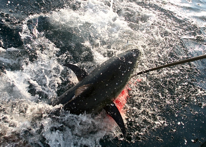 cape cod bluefin_32.jpg