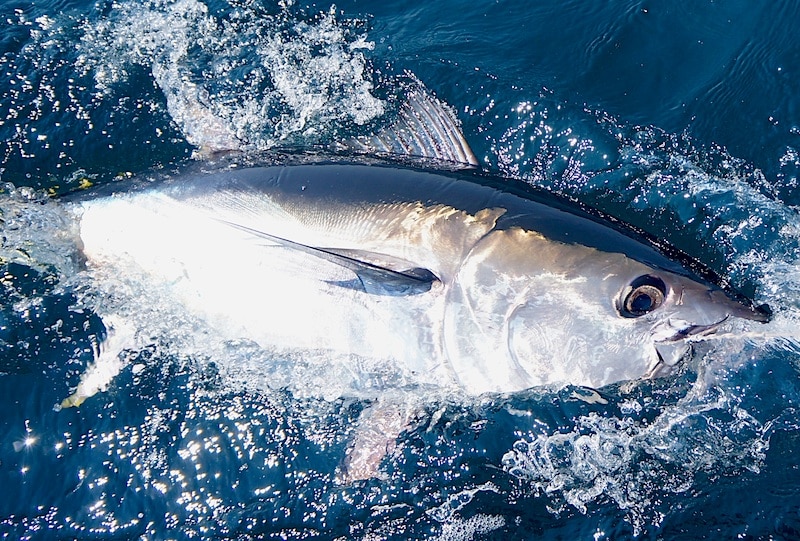 cape cod bluefin_38.jpg