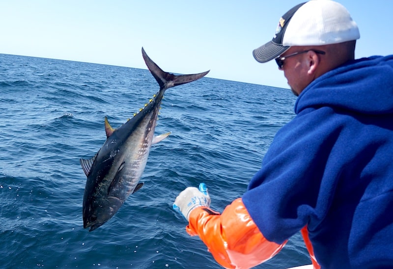 cape cod bluefin_44.jpg