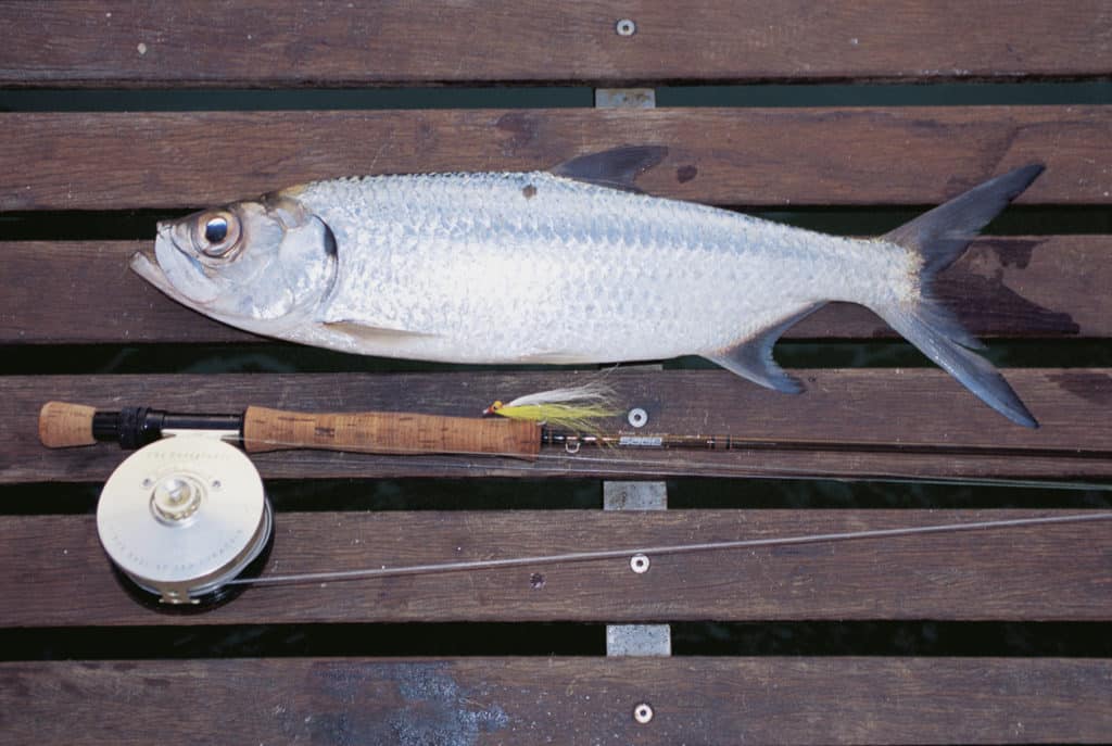 Pacific ("oxeye") tarpon caught on fly, Australia