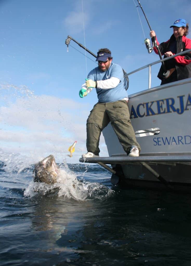 Angler pulling aboard a halibut while fishing