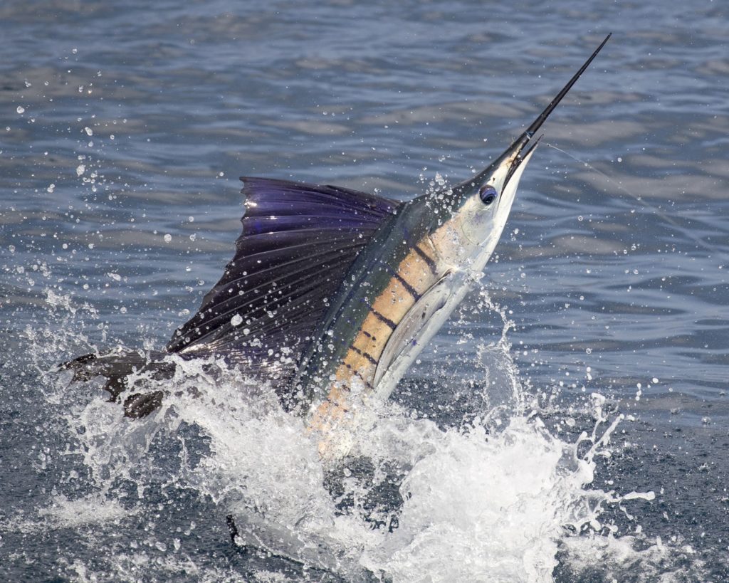 Leaping salifish off Guatemala