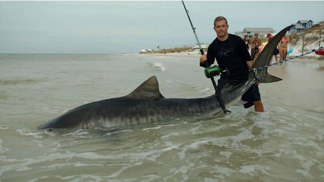 A huge tiger shark