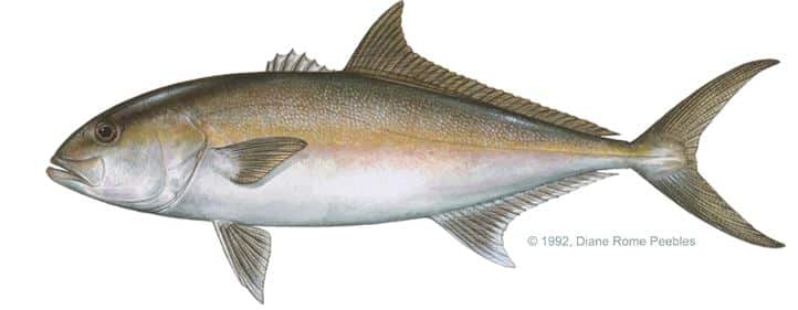 amberjack fish illustration