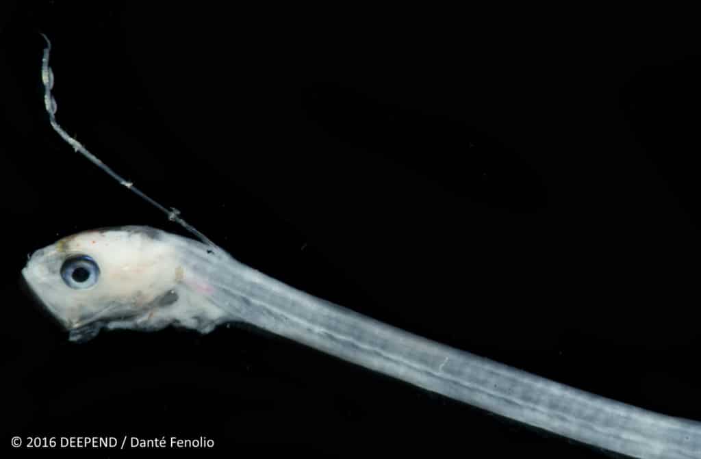 A deep-sea monster, the pearlfish