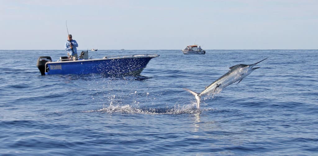 Striped marlin jumping by small center console fishing boat offshore