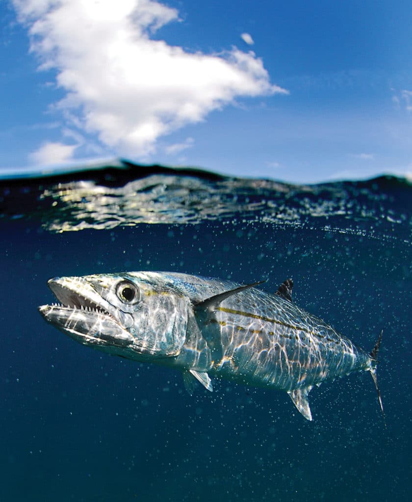 Cero mackerel, Florida