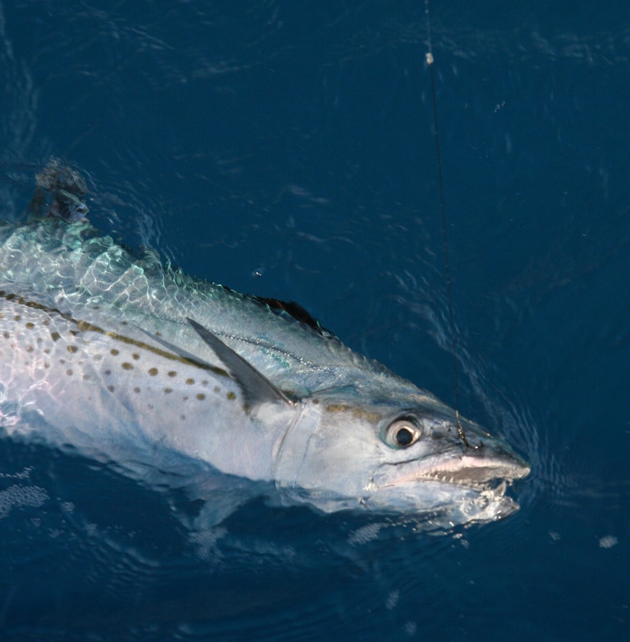 cero_mackerel_gulf_of_mexico_florida_keys.jpg