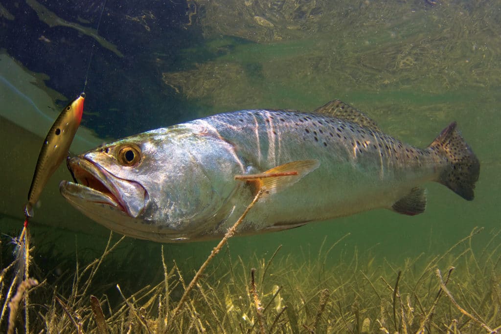 Underwater trout caught fishing