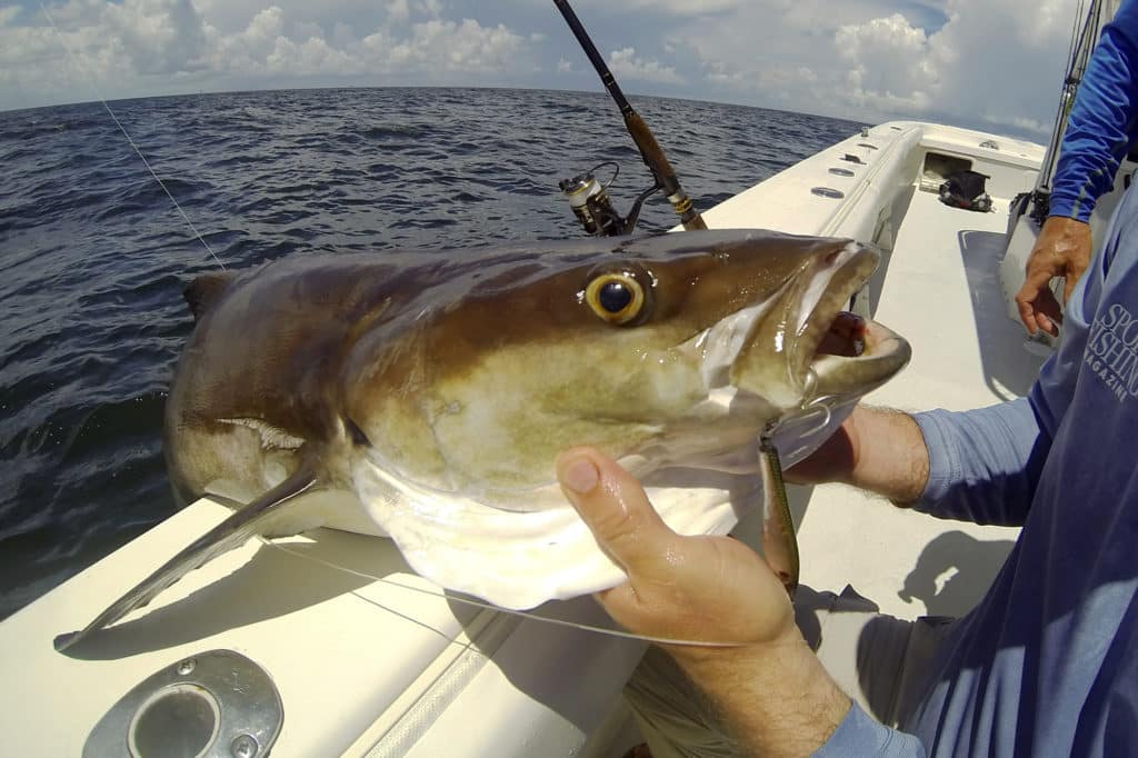Cobia fish caught by angler