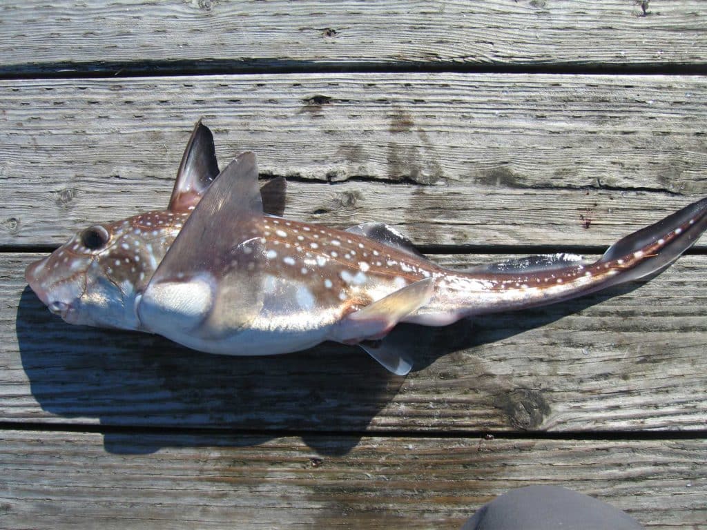 Chimaera (aka spotted ratfish)