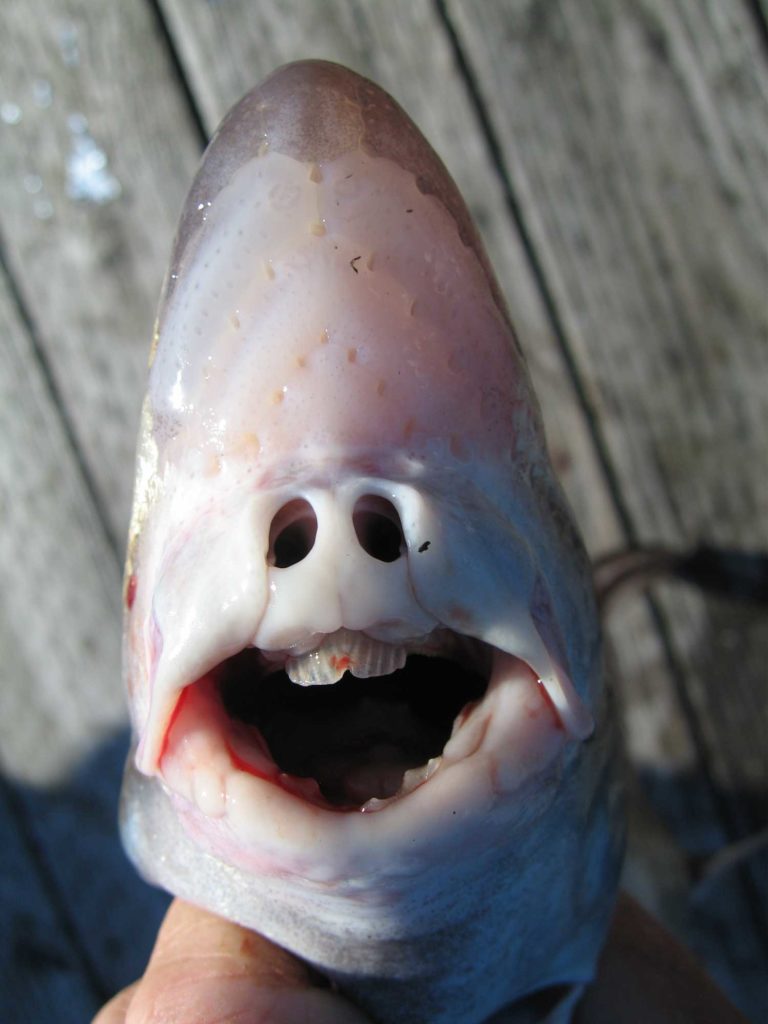 Chimaera (aka spotted ratfish)