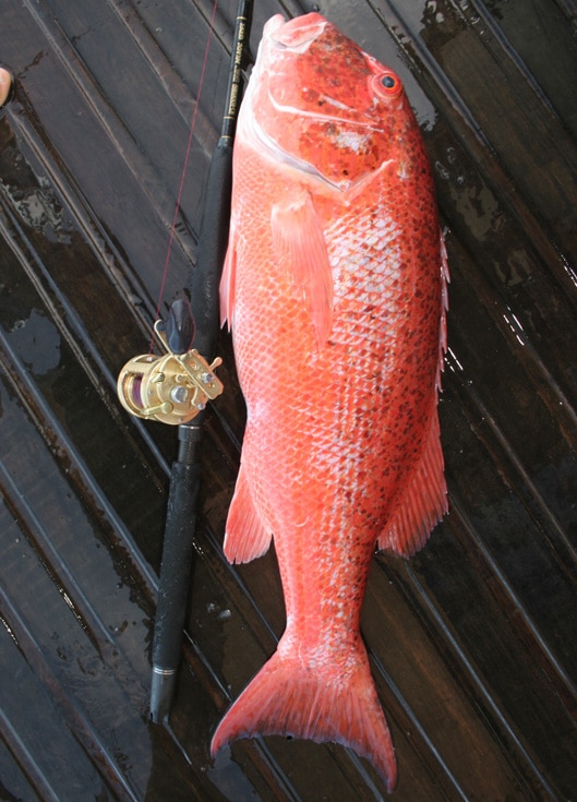 chinaman_fish_cape_york_peninsula_northern_australia.jpg