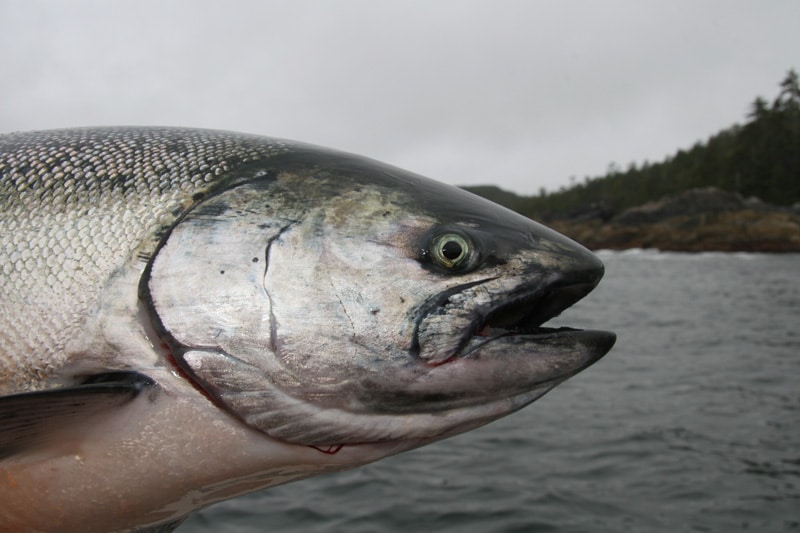 chinook_salmon_sitka_alaska.jpg