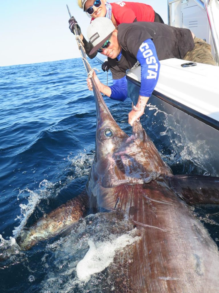 Trophy swordfish, south Australia