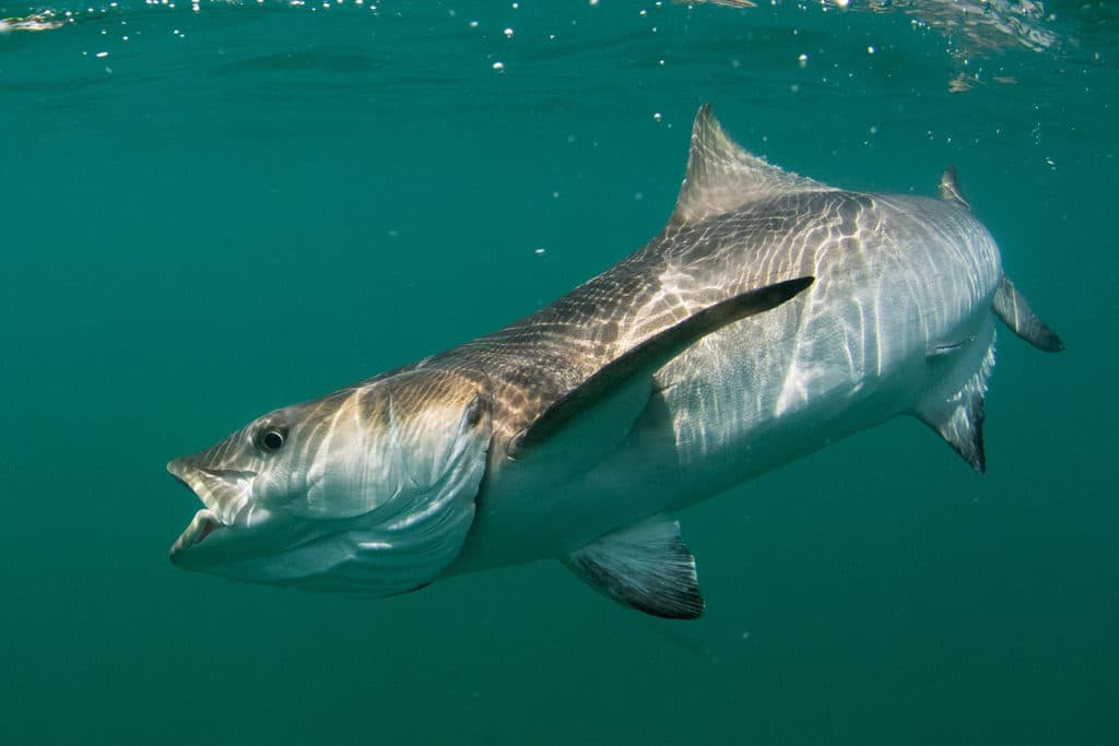 Chumming for Cobia