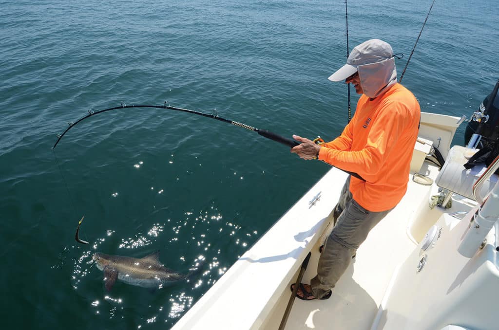 landing a cobia