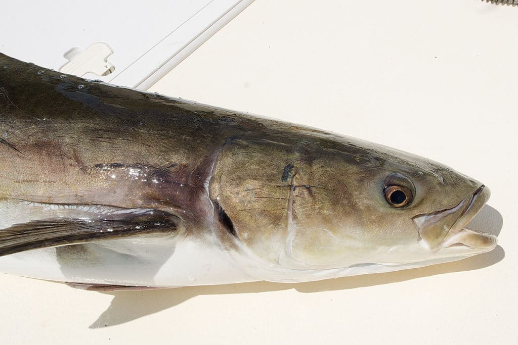 cobia on a boat deck