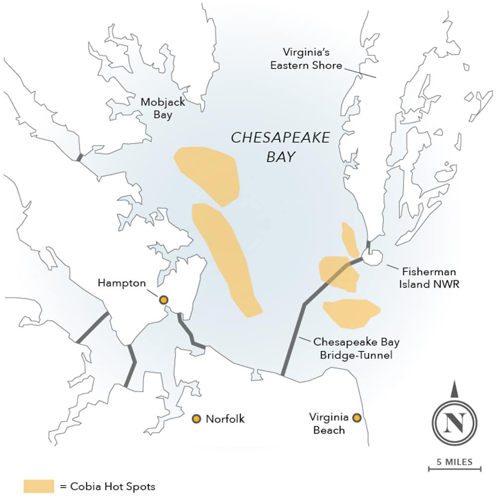 Cobia hotspots Chesapeake Bay
