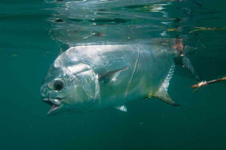 Permit fish caught using a fishing circle hook