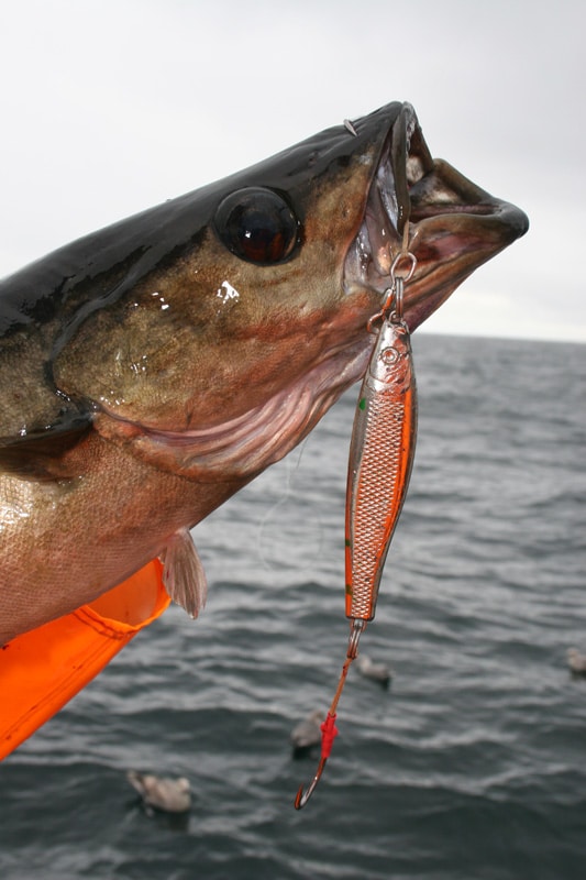 coalfish_pollock_soroya_norway.jpg