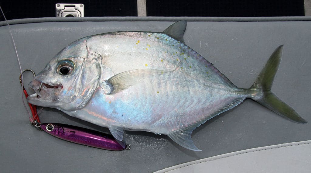 Coastal trevally caught in the Seychelles