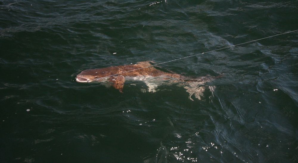 cobia in Florida