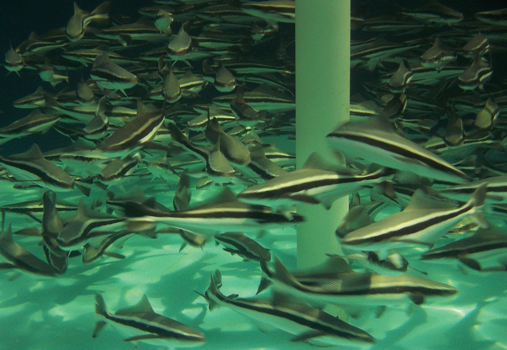 Cobia Fishing in Florida, Australia and Japan