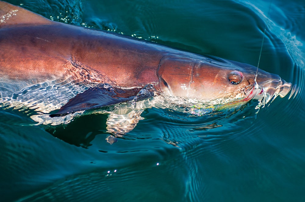 cobia catch