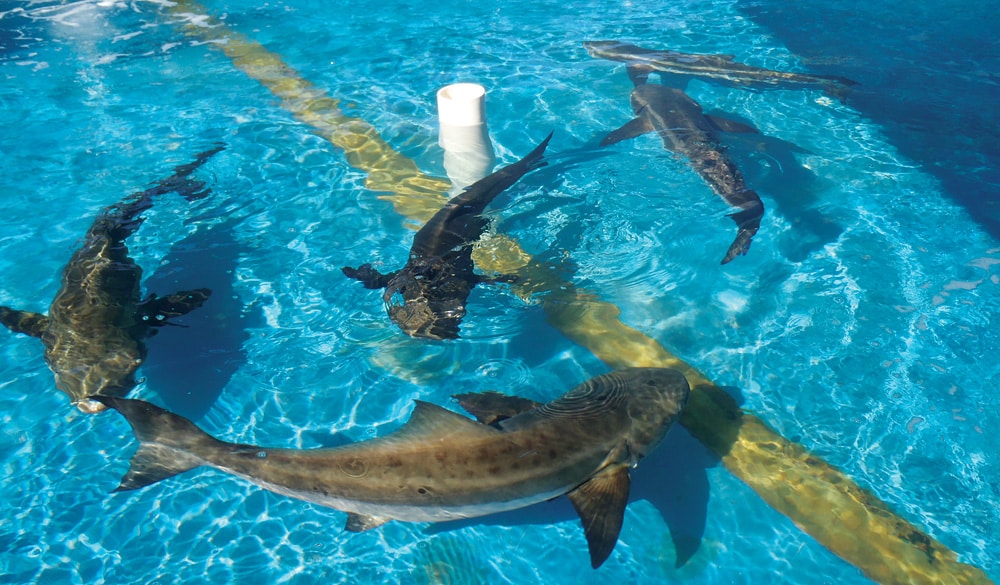 cobia aquaculture pen