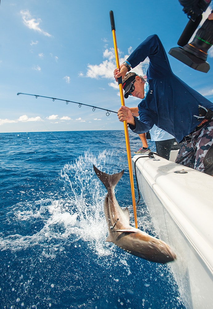 cobia gaff shot