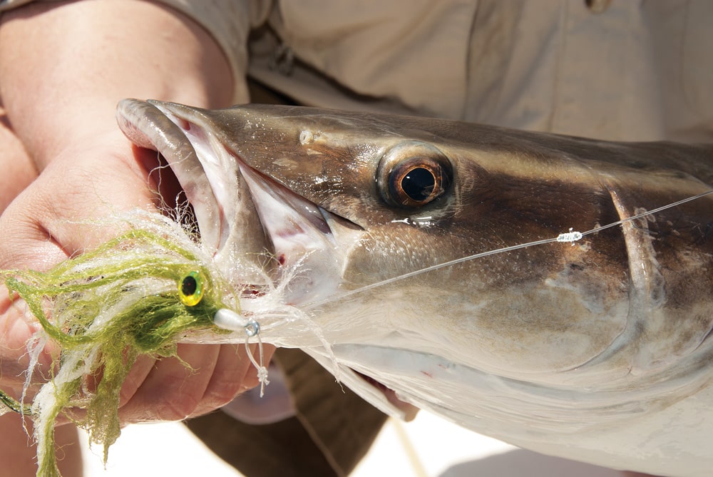 cobia caught on fly