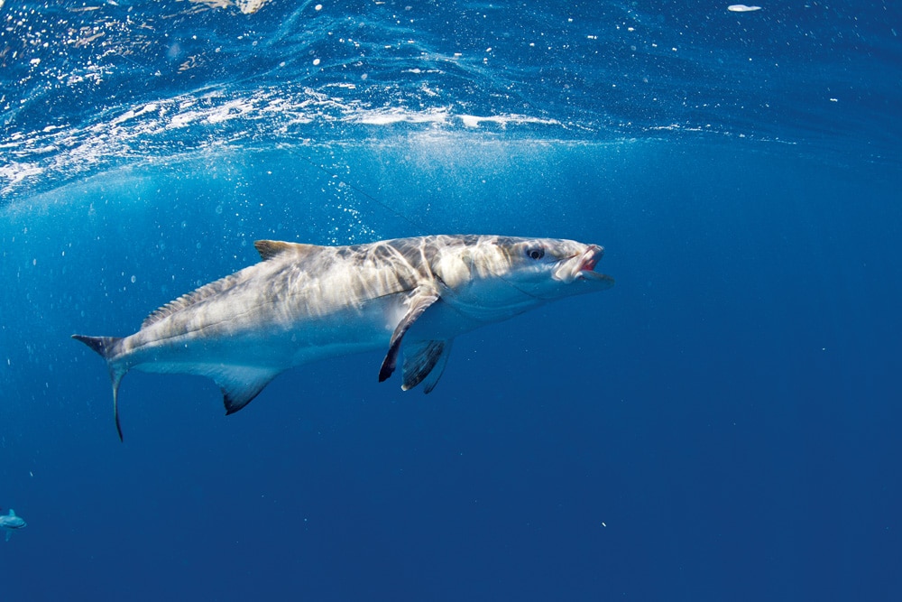 cobia swimming in the surface offshore